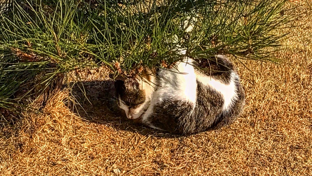 お堀前の芝で暖をとるネコ。癒されます。